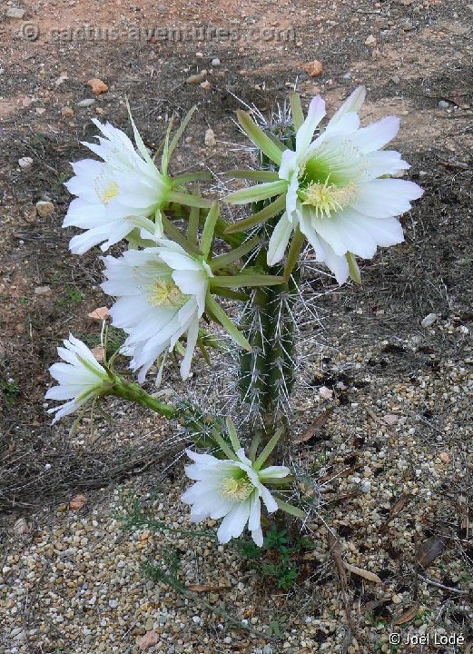 Harrisia tetracantha ayopayana P1310236